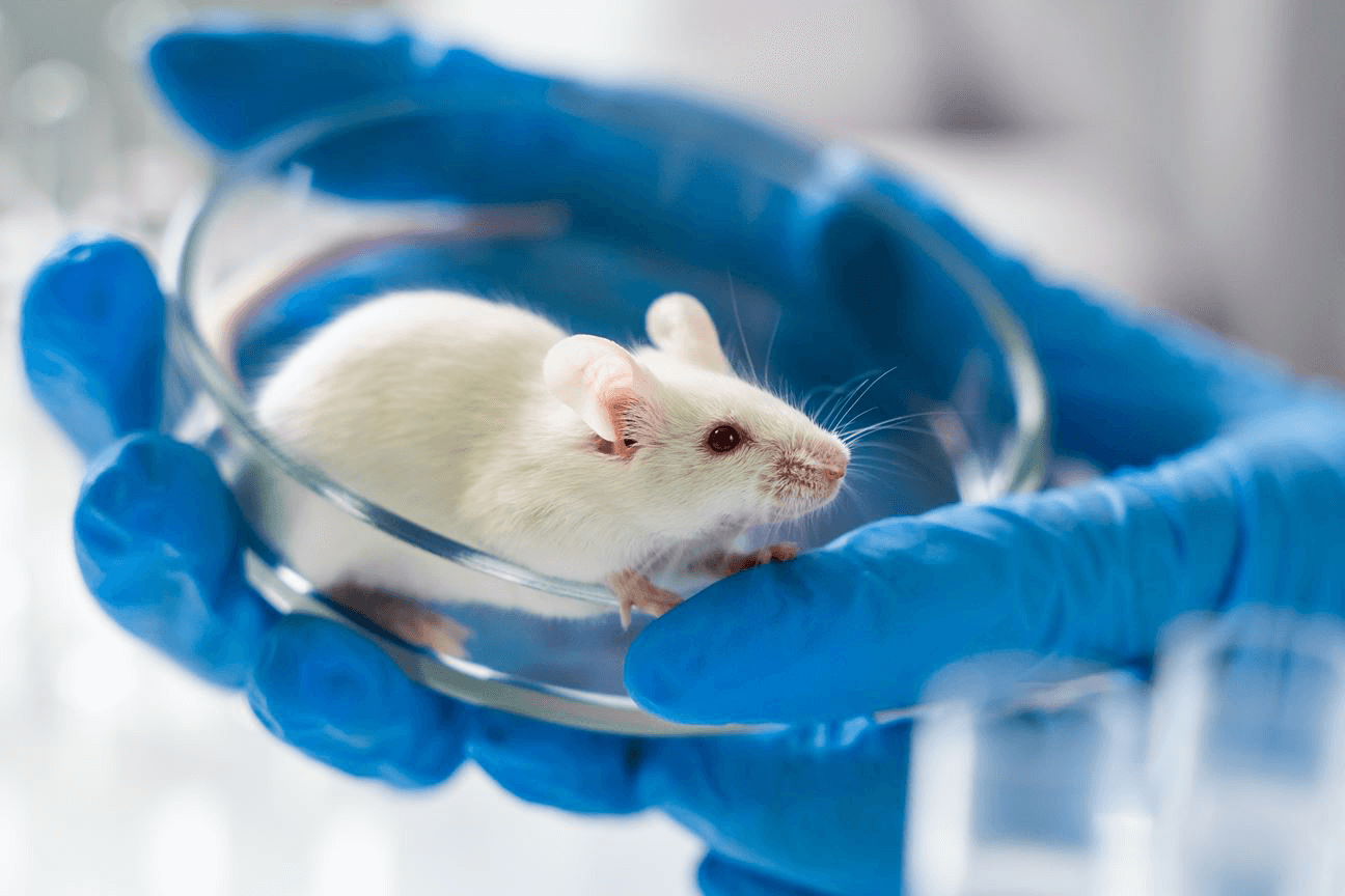 animaux de laboratoire