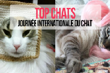 journée du chat