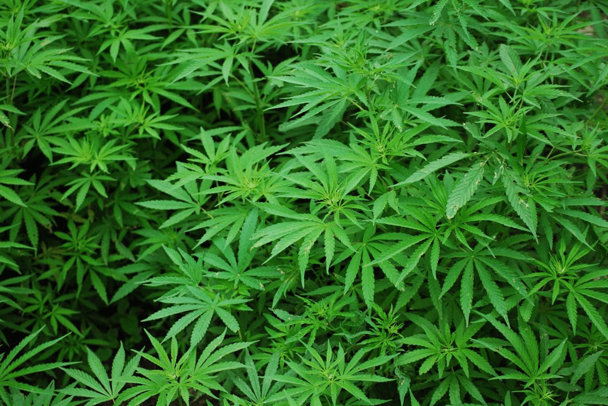 cannabis