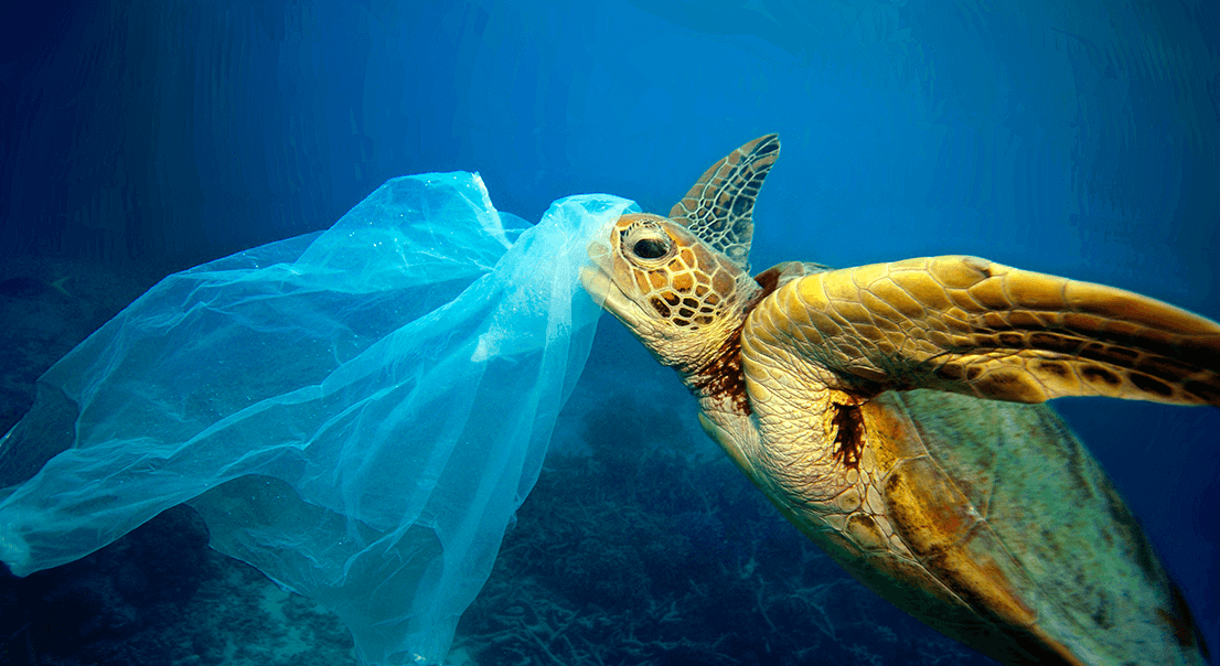 une tortue